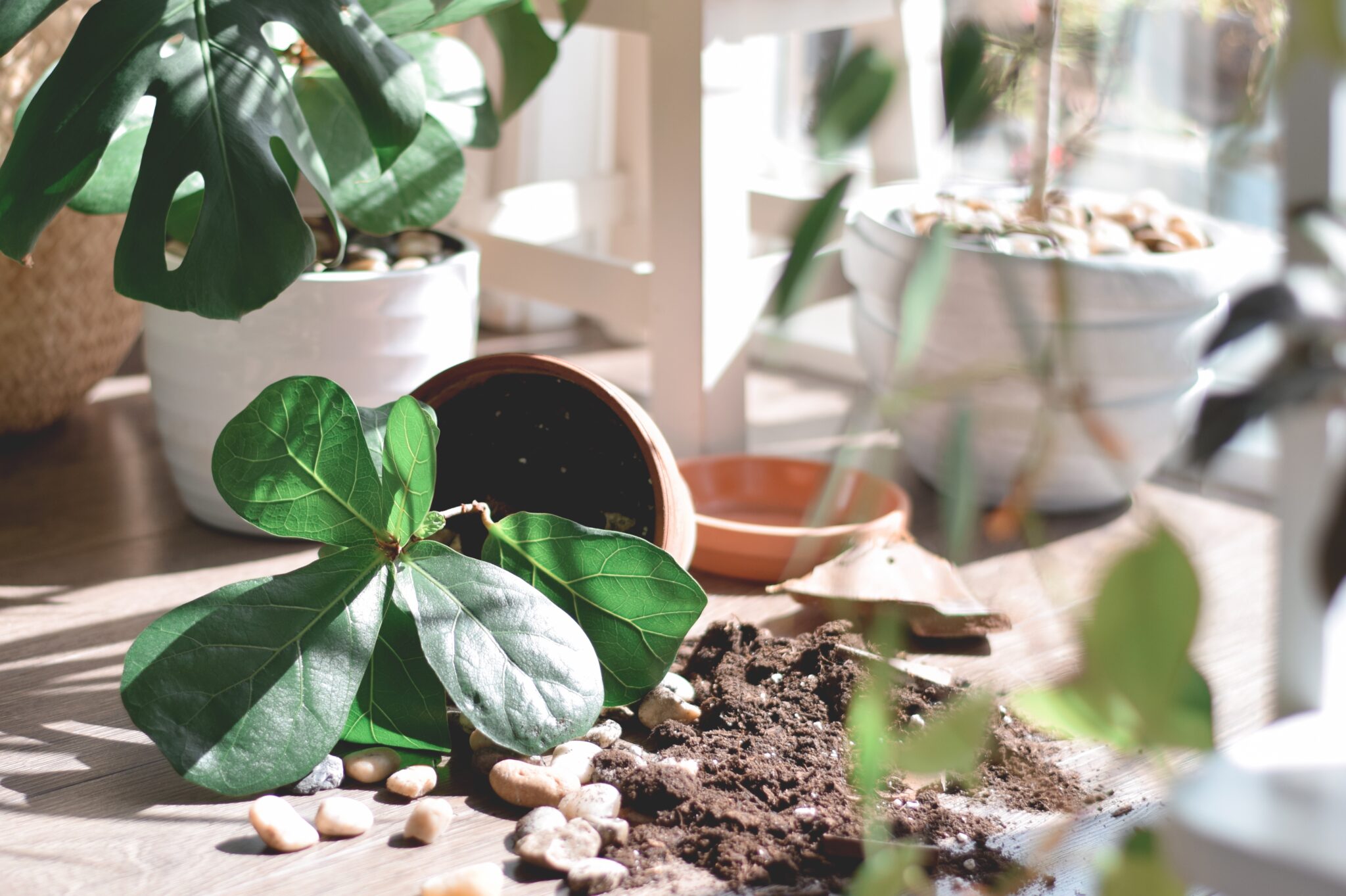 Mess from flipped over houseplant